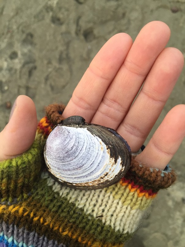 Winter seashell www.growingsigns.com