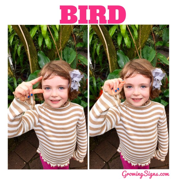 How to sign BIRD in American Sign Language --www.growingsigns.com